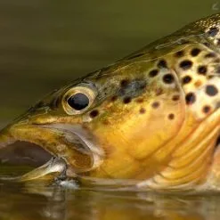 Ahrex FW571 - Dry Long Barbless 9 Ahrex FW571 - Dry Long Barbless -Beten Försäljning ahrex fw571 dry long barbless 4