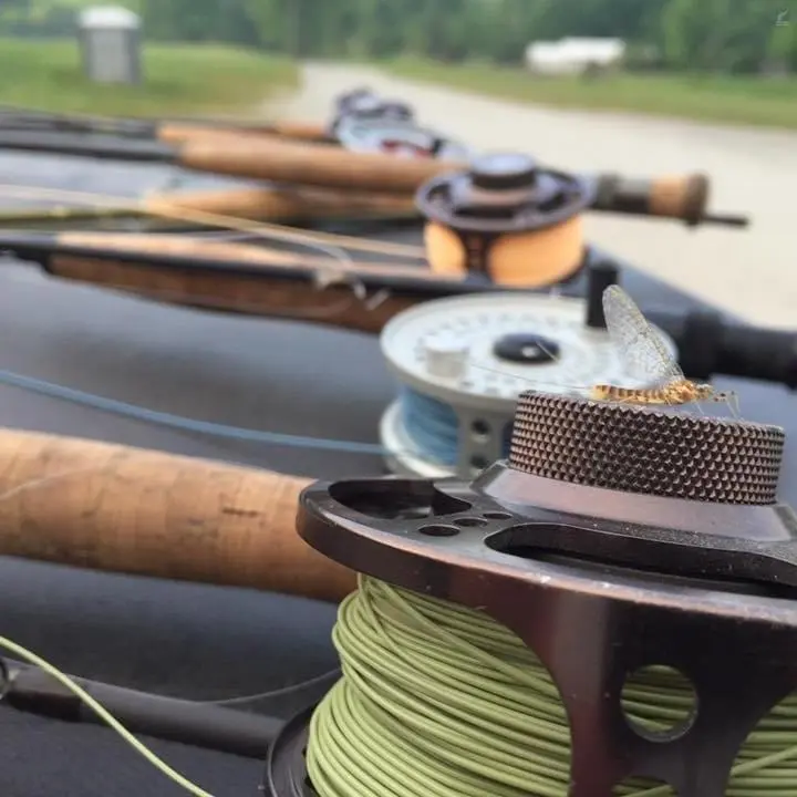 Cortland 444 Modern Trout 4 Cortland 444 Modern Trout - Bild 4