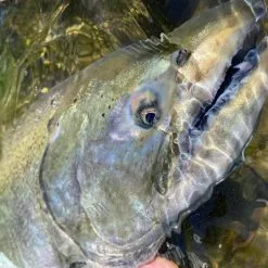 Cortland Salmon Steelhead 10 Cortland Salmon Steelhead -Beten Försäljning cortland salmon steelhead 4