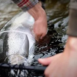 Cortland Salmon Steelhead 11 Cortland Salmon Steelhead -Beten Försäljning cortland salmon steelhead 5