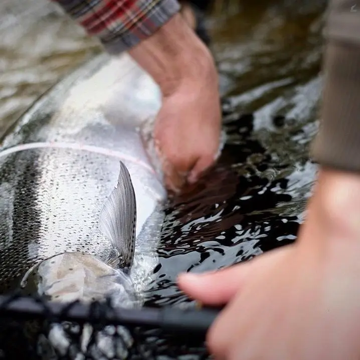 Cortland Salmon Steelhead 6 Cortland Salmon Steelhead - Bild 6
