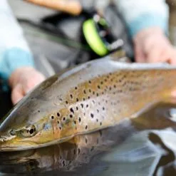 Cortland Trout Boss -Beten Försäljning cortland trout boss 6