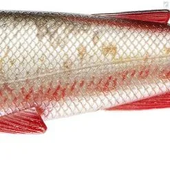 Daiwa Duckfin Liveshad 2 St