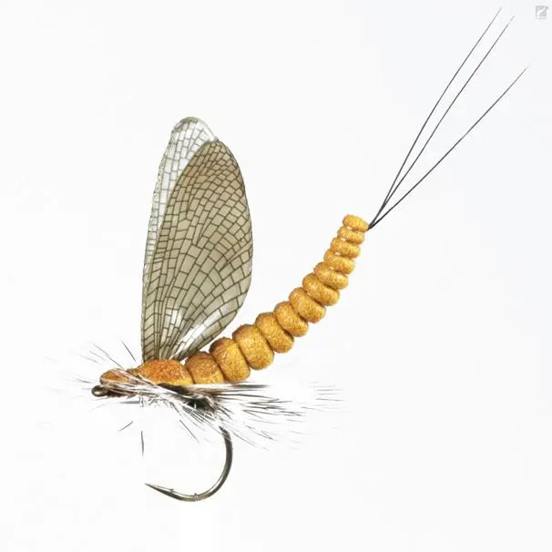 J:sonSweden Mayfly Dun 1 J:sonSweden Mayfly Dun