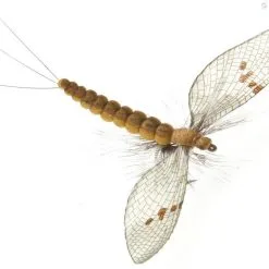 J:sonSweden Mayfly Spent