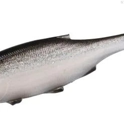 Mikado Real Fish Roach 7 Cm 5 Mikado Real Fish Roach 7 Cm -Beten Försäljning mikado real fish roach 7 cm 2