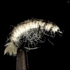 Fulling Mill Oliver Edward's Hydropsyche Larva