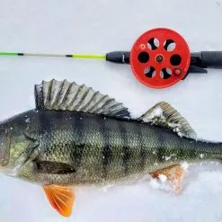 Orka Small Fish -Beten Försäljning orka small fish 5