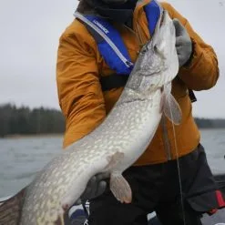 Savage Gear 3D Goby Shad -Beten Försäljning savage gear 3d goby shad 5