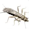 J:sonSweden Stonefly Adult