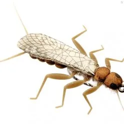 J:sonSweden Stonefly Adult -Beten Försäljning stonefly adult 2